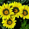 Kapkörbchen, Osteospermum / © Logga Wiggler / www.pixabay.com / CC0 1.0 Kapkörbchen, Osteospermum