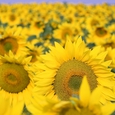 Sonnenblumenfeld. © GaborfromHungary/morguefile.com / Sonnenblumenfeld. © GaborfromHungary/morguefile.com Sonnenblumenfeld. © GaborfromHungary/morguefile.com