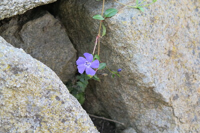 Blume im Stein