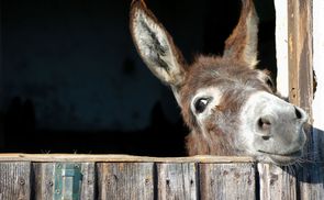 Schenken mit Sinn - zum Beispiel einen Esel ...