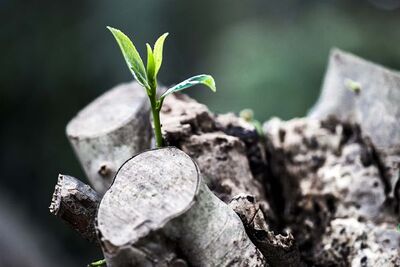 Grow