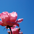 Rose vor blauem Himmel