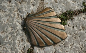 Jakobsmuschel
